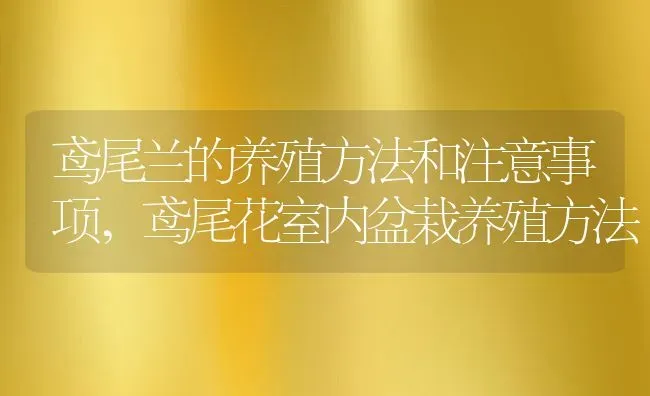 鸢尾兰的养殖方法和注意事项,鸢尾花室内盆栽养殖方法 | 养殖学堂