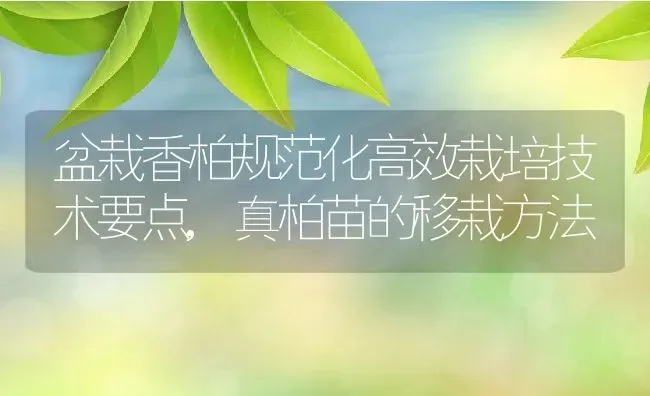 盆栽香柏规范化高效栽培技术要点,真柏苗的移栽方法 | 养殖学堂