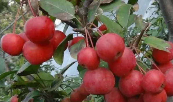 冬红果几月份开花 | 妙招大全