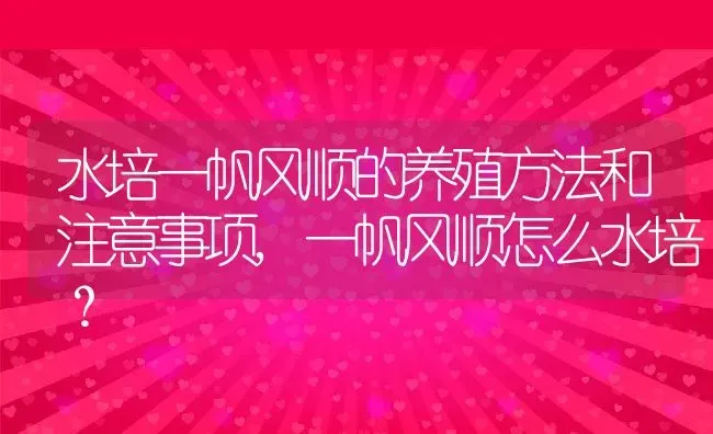 水培一帆风顺的养殖方法和注意事项,一帆风顺怎么水培？ | 养殖科普