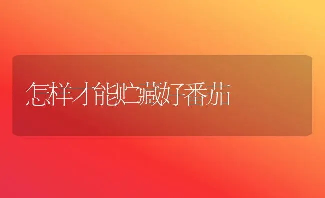 怎样才能贮藏好番茄 | 养殖技术大全
