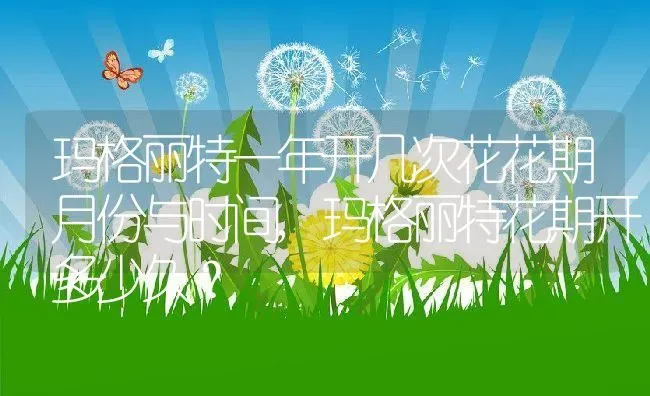 玛格丽特一年开几次花花期月份与时间,玛格丽特花期开多少久？ | 养殖科普