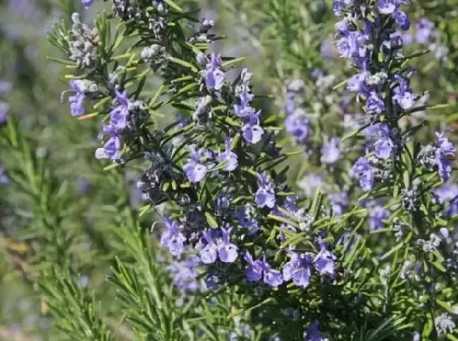 迷迭香开花吗,迷迭香花色？