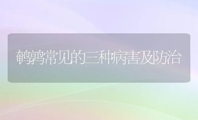 鹌鹑常见的三种病害及防治 | 养殖技术大全