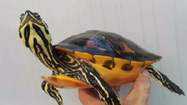 火焰龟认识主人吗,乌龟能认人吗！（也就是像狗狗那样能知道自己的主人）？