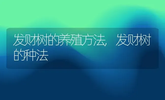 发财树的养殖方法,发财树的种法 | 养殖学堂