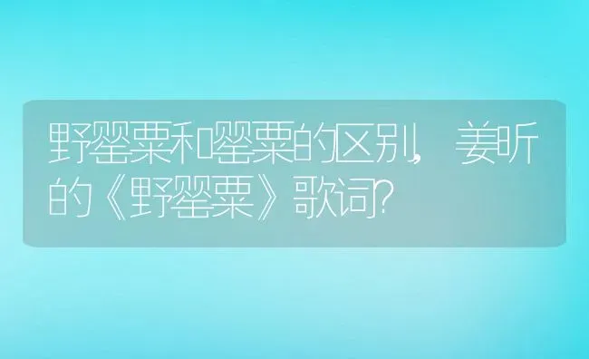 野罂粟和罂粟的区别,姜昕的《野罂粟》歌词？ | 养殖科普
