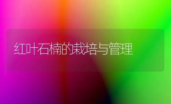 红叶石楠的栽培与管理 | 养殖知识