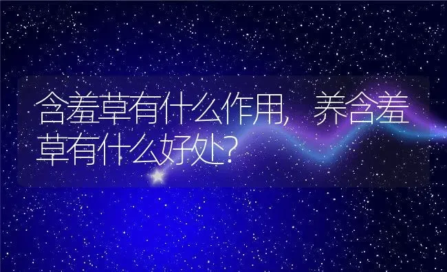 含羞草有什么作用,养含羞草有什么好处？ | 养殖科普