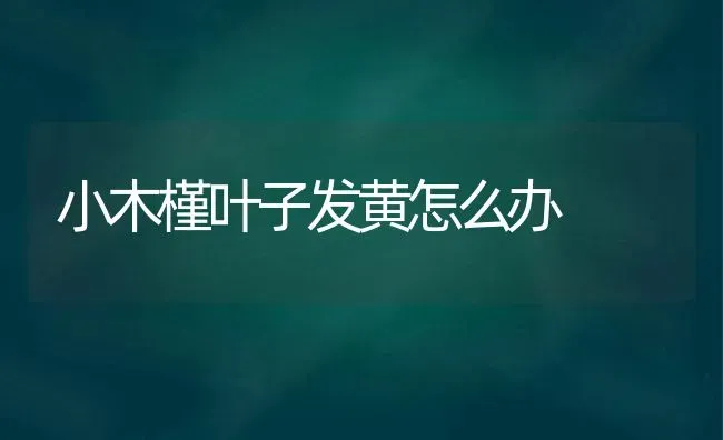 小木槿叶子发黄怎么办 | 养殖技术大全