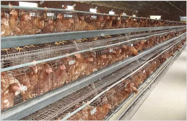 蛋鸡养殖的饲料配方配制的注意事项 | 三农知识