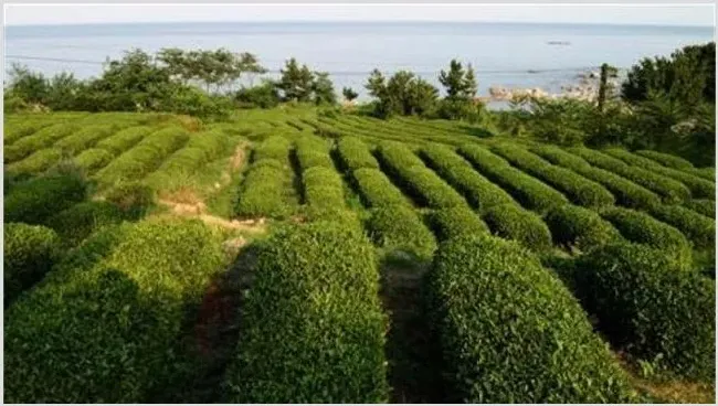茶叶树种植技术 | 生活常识