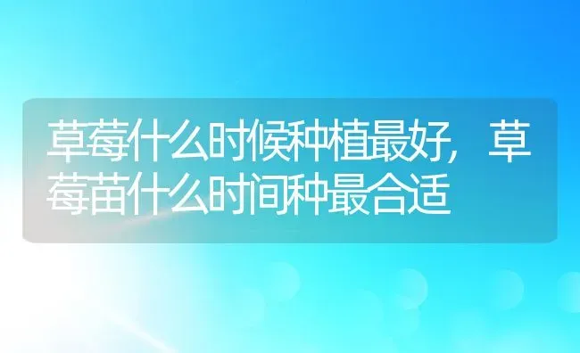 草莓什么时候种植最好,草莓苗什么时间种最合适 | 养殖学堂