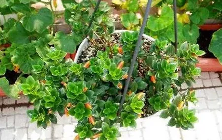 金鱼吊兰一年开几次花,金鱼吊兰一年开花几次？