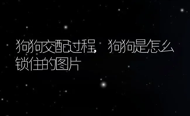 狗狗交配过程,狗狗是怎么锁住的图片 | 养殖资料