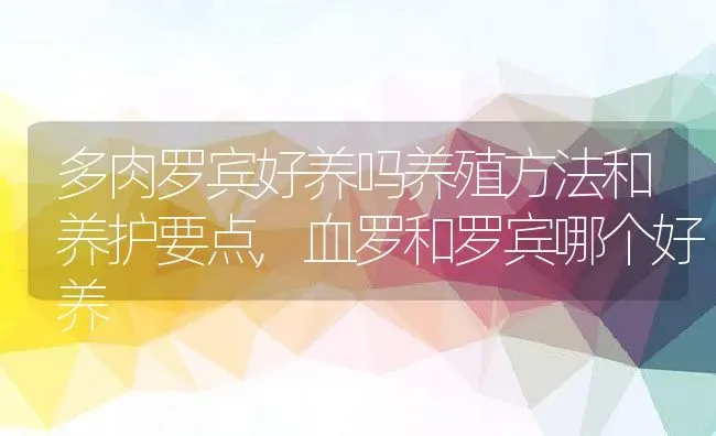 多肉罗宾好养吗养殖方法和养护要点,血罗和罗宾哪个好养 | 养殖学堂