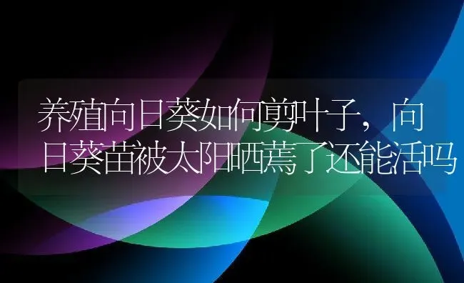 养殖向日葵如何剪叶子,向日葵苗被太阳晒蔫了还能活吗 | 养殖学堂