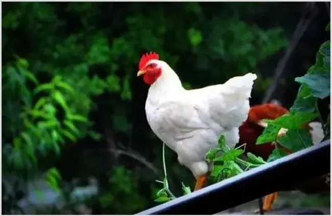 肉鸡的饲养管理 | 常识大全