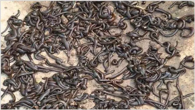 水蛭养殖模式推荐 | 生活常识