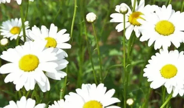 雏菊如何醒花 | 生活妙招