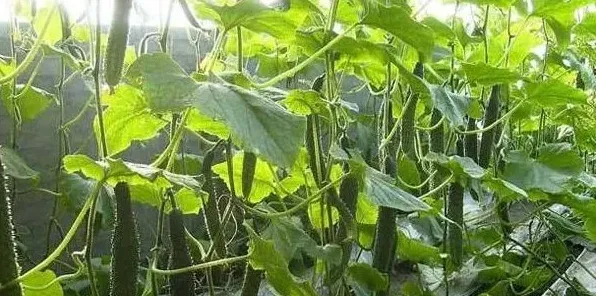 黄瓜种植高产高质技巧：醋加白糖喷施黄瓜！ | 实用知识