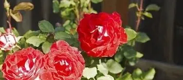 玫瑰花什么季节开花,春夏秋冬各季节分别都开什么花？