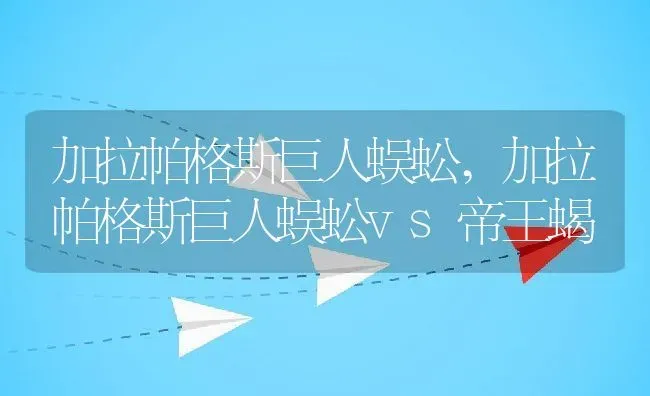 加拉帕格斯巨人蜈蚣,加拉帕格斯巨人蜈蚣vs帝王蝎 | 养殖资料
