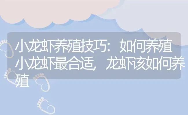 小龙虾养殖技巧:如何养殖小龙虾最合适,龙虾该如何养殖 | 养殖学堂