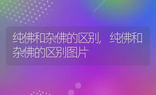 纯佛和杂佛的区别,纯佛和杂佛的区别图片 | 养殖资料