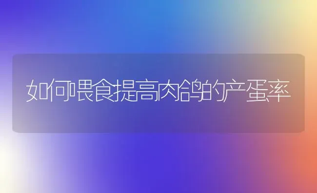 如何喂食提高肉鸽的产蛋率 | 养殖技术大全