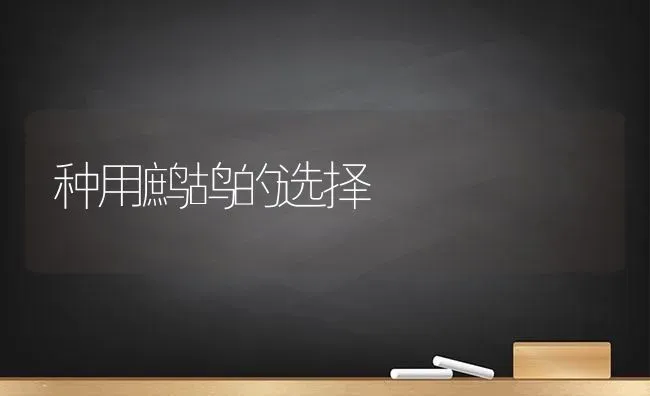 种用鹧鸪的选择 | 养殖知识