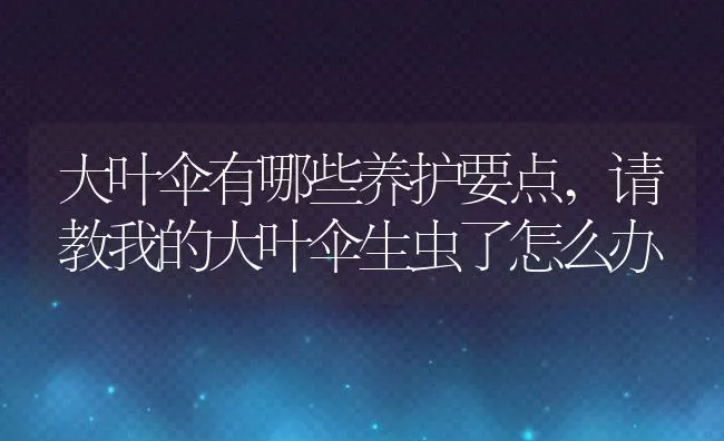 大叶伞有哪些养护要点,请教我的大叶伞生虫了怎么办 | 养殖学堂