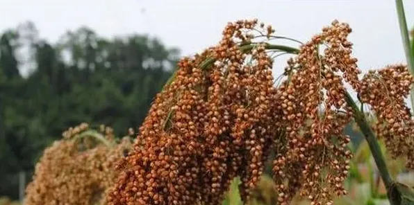 甜高粱种植方法介绍 | 生活妙招