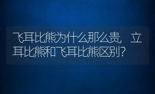 飞耳比熊为什么那么贵,立耳比熊和飞耳比熊区别？ | 养殖学堂