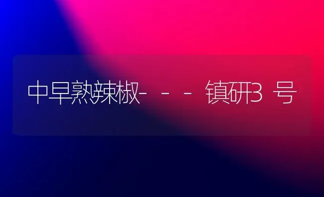 中早熟辣椒---镇研3号 | 养殖技术大全