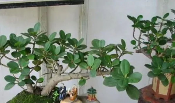 盆景催芽用什么 | 生活妙招