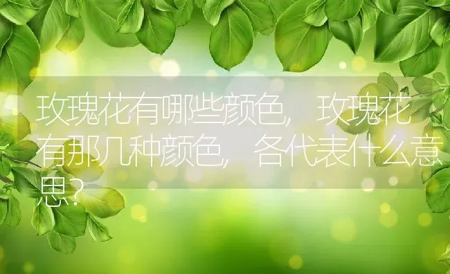 玫瑰花有哪些颜色,玫瑰花有那几种颜色,各代表什么意思？ | 养殖科普