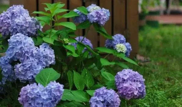 无尽夏和花手鞠的区别 | 妙招大全