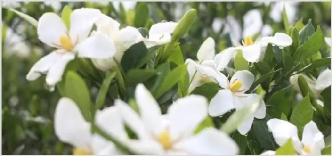 灌木有哪些 | 妙招大全