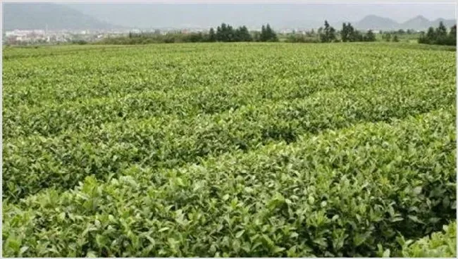 茶叶树种植技术 | 生活常识