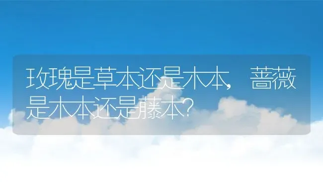 马蹄莲如何养,马蹄莲养殖有哪些注意事项？ | 养殖科普