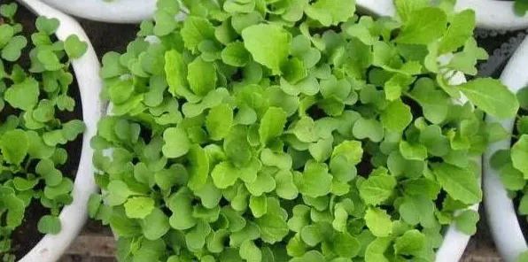 家庭小白菜种植方法技巧 | 生活妙招