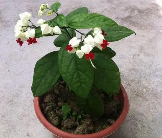 九龙吐珠怎么养才会开花爆盆,九龙吐珠养殖时有哪些注意要点？