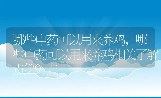哪些中药可以用来养鸡,哪些中药可以用来养鸡相关了解点第9点 | 养殖学堂