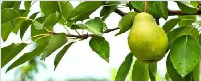 香水梨和南果梨区别 | 生活妙招