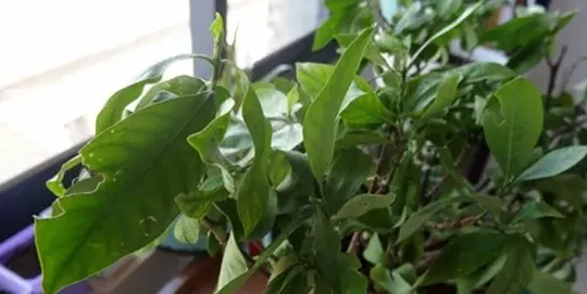 栀子花叶子干枯怎么办,栀子花叶片焦枯？