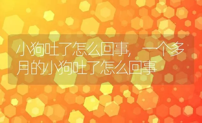 小狗吐了怎么回事,一个多月的小狗吐了怎么回事 | 养殖科普