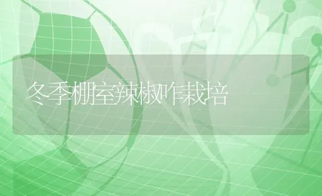 冬季棚室辣椒咋栽培 | 养殖技术大全