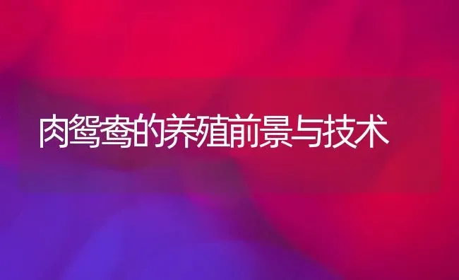 肉鸳鸯的养殖前景与技术 | 养殖技术大全