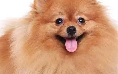 博美犬呕吐是什么原因,博美犬呕吐怎么办？